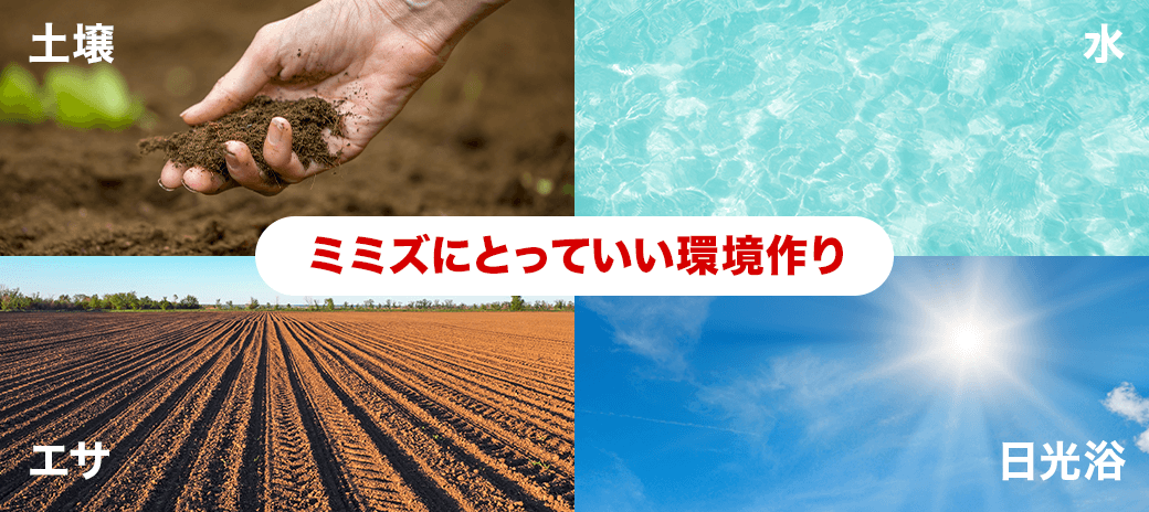 ミミズの品質は、土壌から。ミミズ乾燥粉末（赤ミミズ酵素）サプリ「Gokuryu-極流-」に含まれるミミズ乾燥粉末の原料となるミミズにとって良い環境作りが必要です。